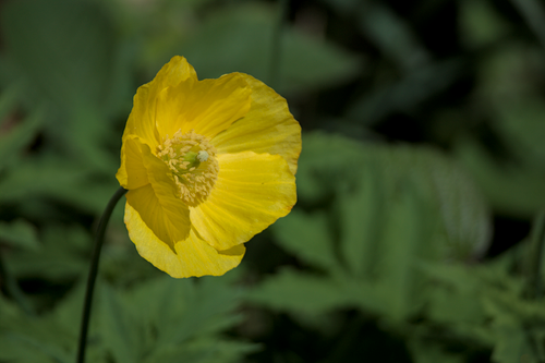 Free Close-up of a vibrant yellow poppy flower amidst lush green leaves in nature. Stock Photo