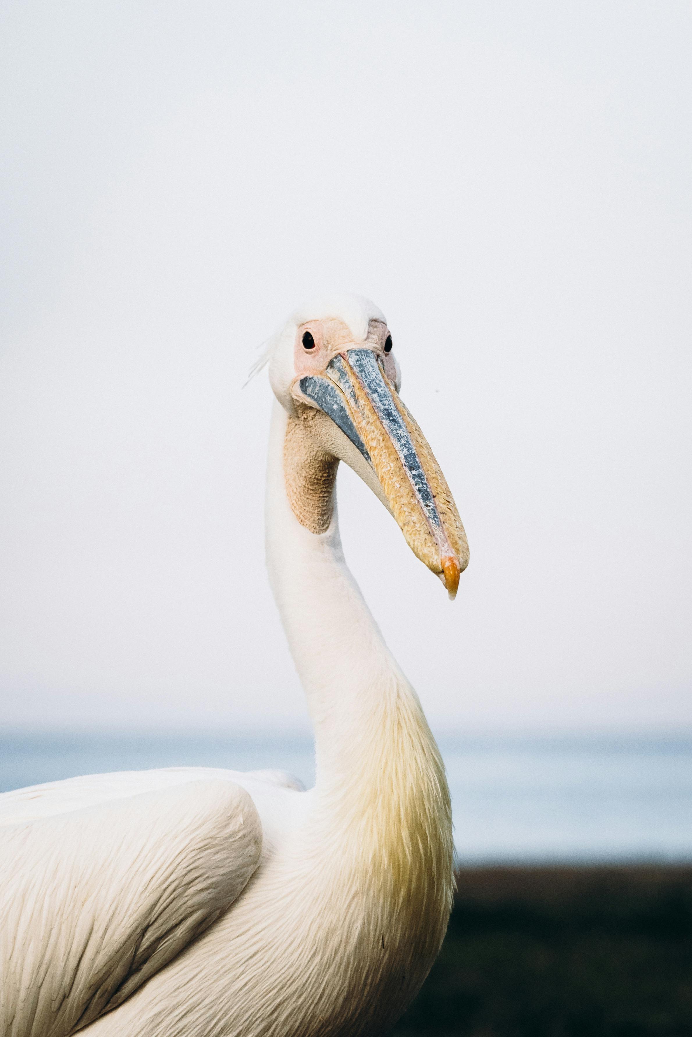 A serene white pelican by the water, showcasing its elegant features and calm presence in nature.