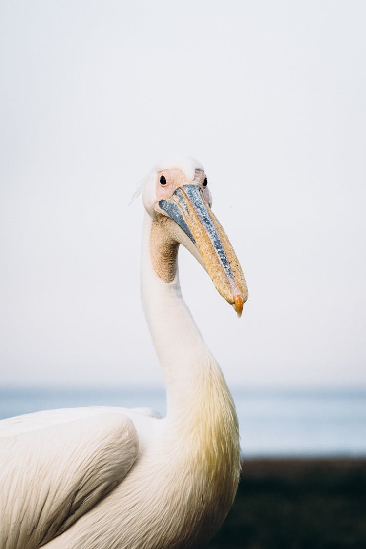 Great White Pelican