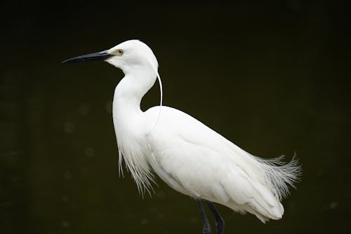 White Egret Bird