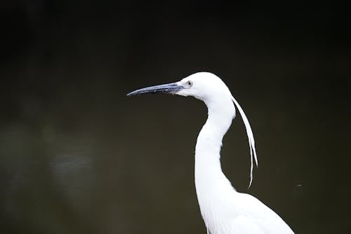 Close-up of a Little Egret near a Body of Water