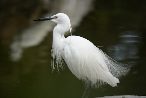 White Egret Bird