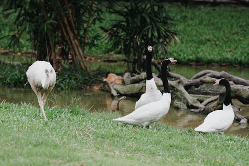 검은 목 백조, 물, 야생동물의 무료 스톡 사진