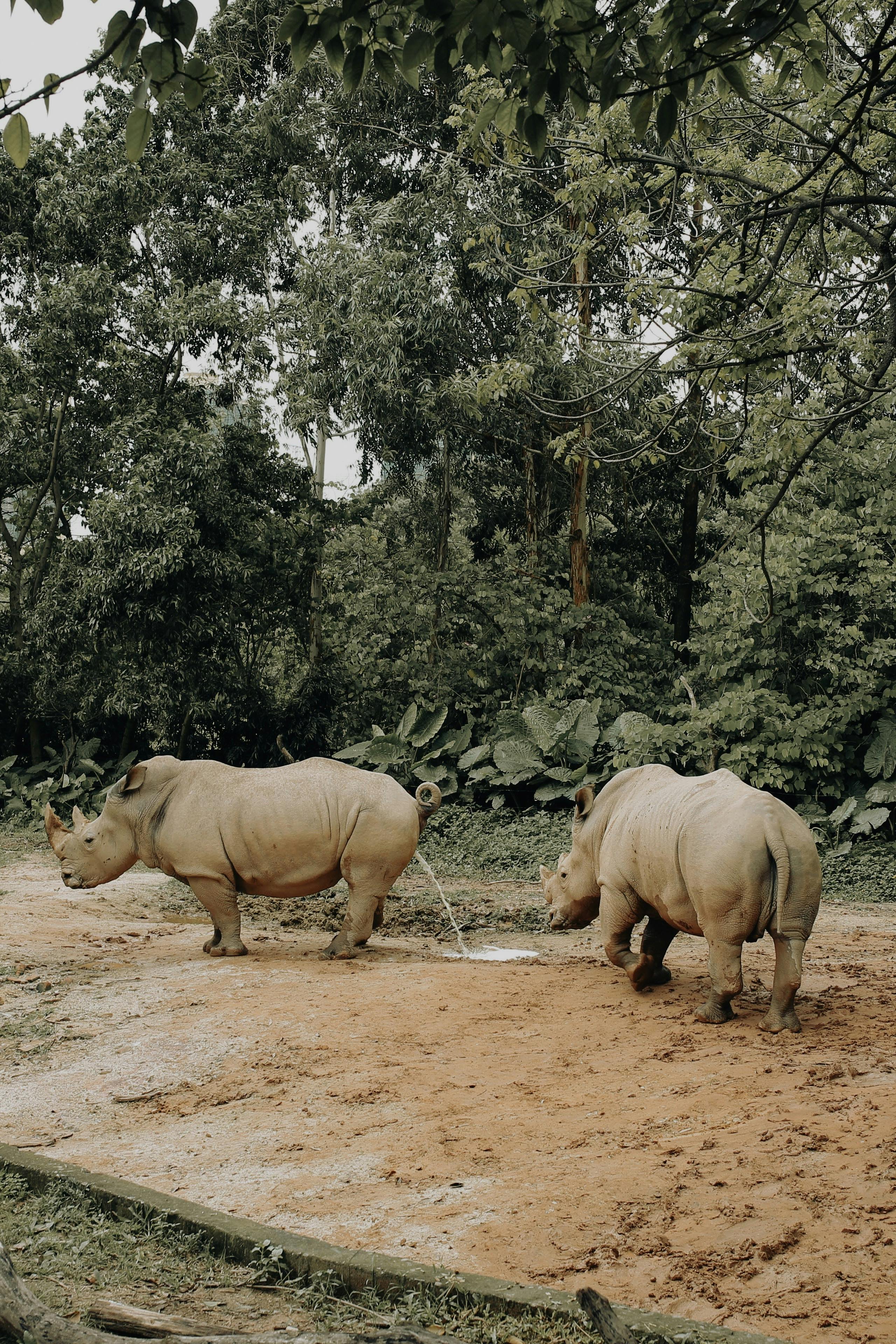 Gratuit Deux Hippopotames Dans Un Zoo  Photos