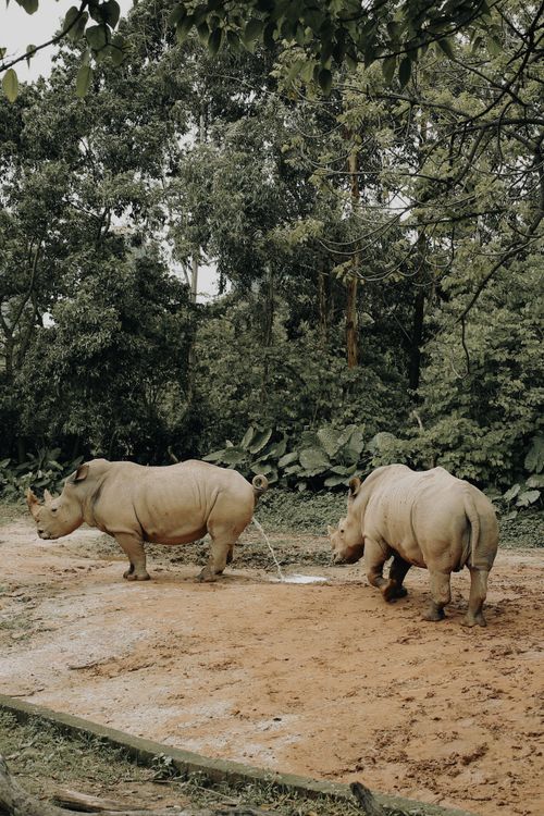 Free Two rhinos in a lush green environment at a wildlife reserve, showcasing their natural habitat. Stock Photo