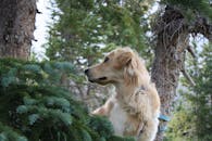 金毛猎犬聚精会神地观赏着郁郁葱葱的森林绿地，展现了大自然的美丽