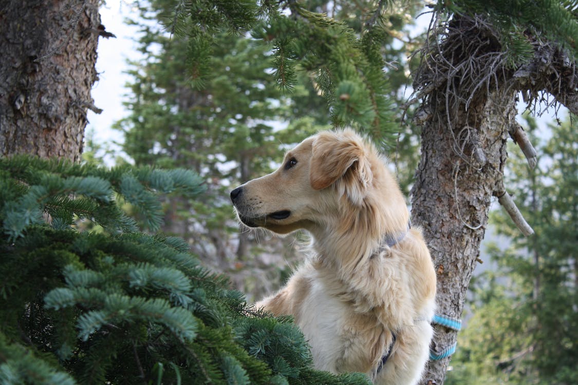 Hund beim Spaziergang im Wald