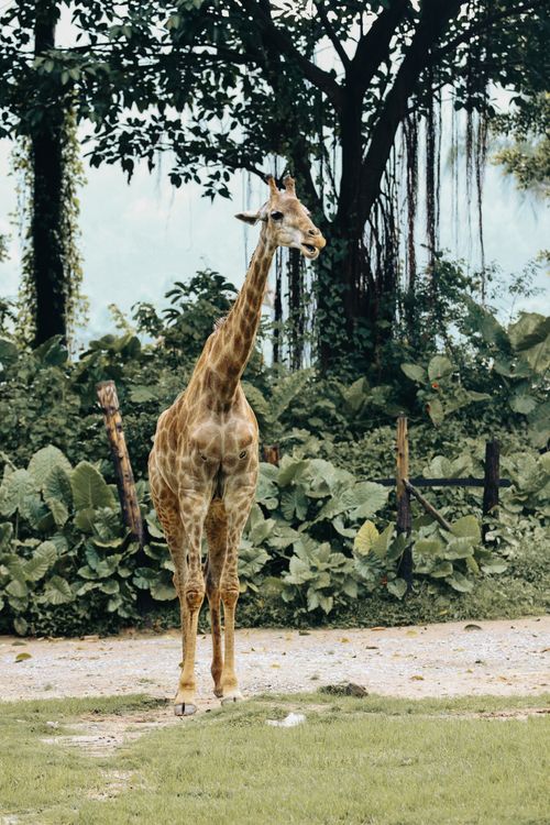 Free A tall giraffe stands gracefully in a lush green zoo enclosure. Stock Photo