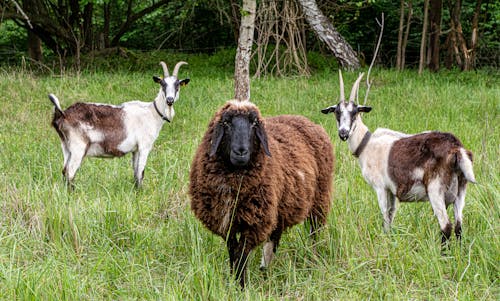 Two Goats and a Sheep on a Meadow
