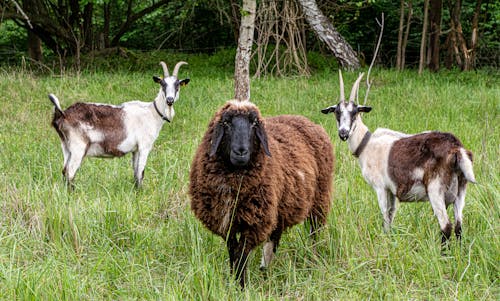 Immagine gratuita di addomesticato, animali, azienda agricola