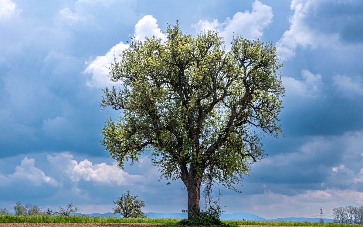 Solitary Spring Tree · Free Stock Photo