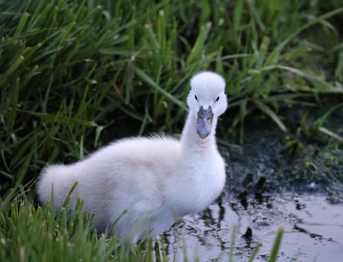 Close-up of a Baby Swan Standing on a Shore among Grass 