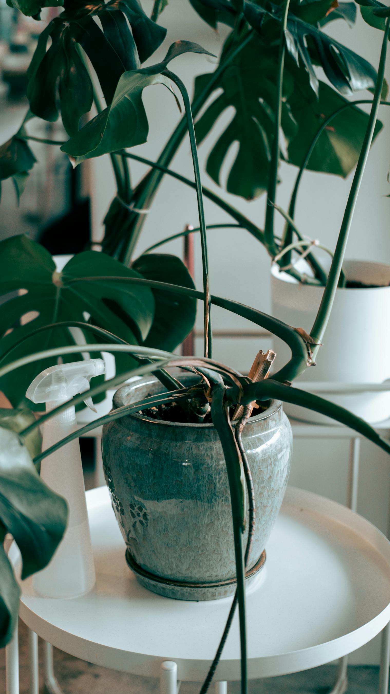 A green monstera plant in a ceramic pot, perfect for modern home interiors.