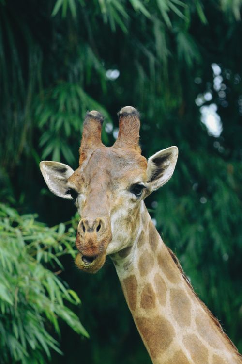 Free Close-up of a giraffe surrounded by lush greenery, showcasing its curious expression. Stock Photo