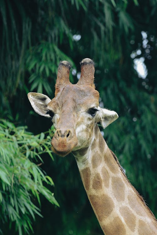 Head and Neck of Giraffe