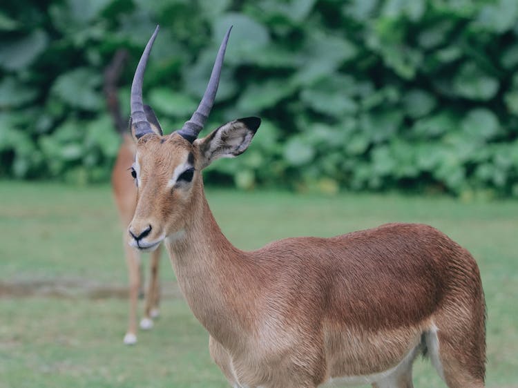 Ariel Gazelle In ZOO