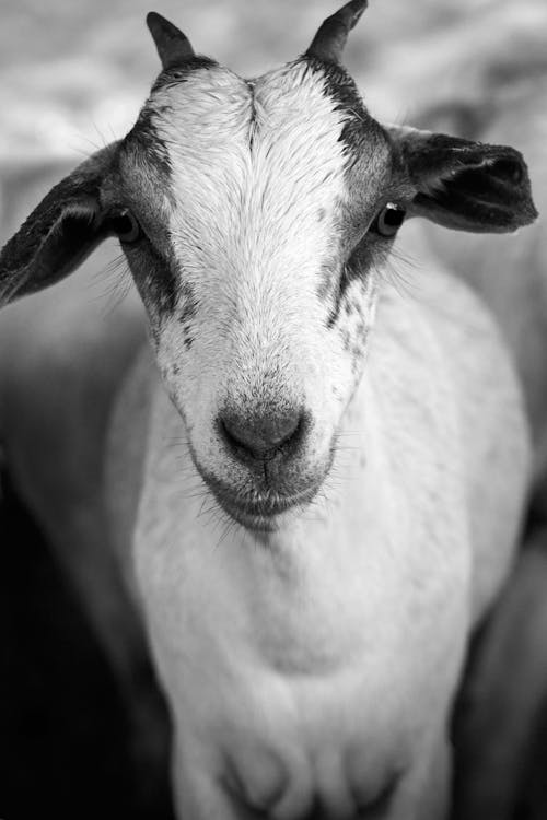 Fotos de stock gratuitas de animal, blanco y negro, cabra
