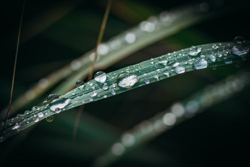 Free Detailed close-up of dew drops on a leaf, showcasing nature's beauty with water droplets. Stock Photo