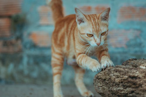 Ginger Cat Scratching Stone