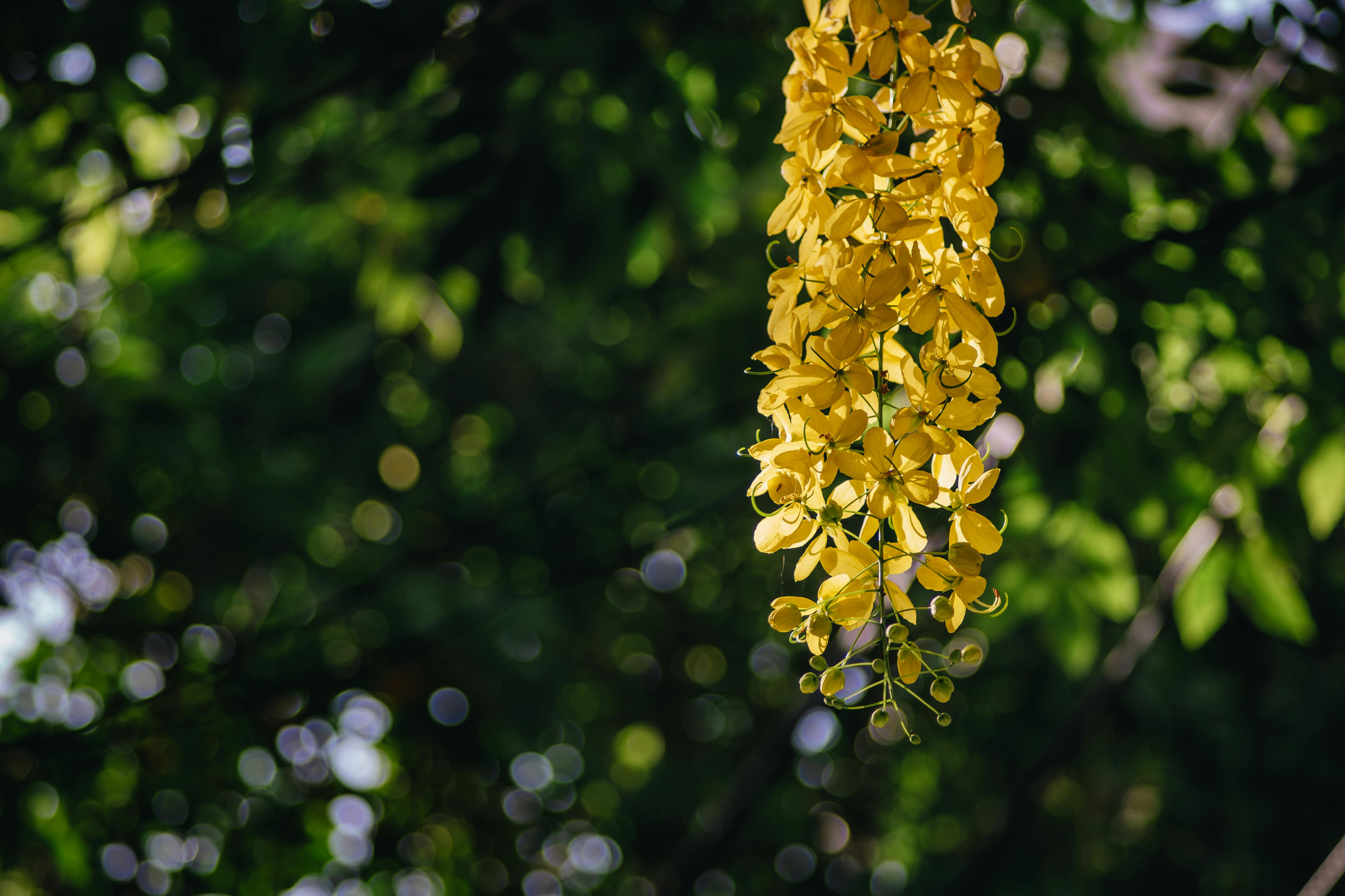 Flowers of Golden Shower Plant · Free Stock Photo