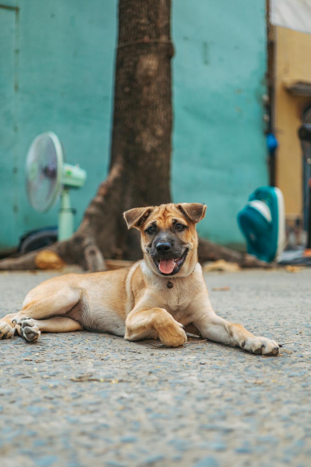 A Dog On A Pavement Free Stock Photo a-dog-on-a-pavement-free-stock-photo