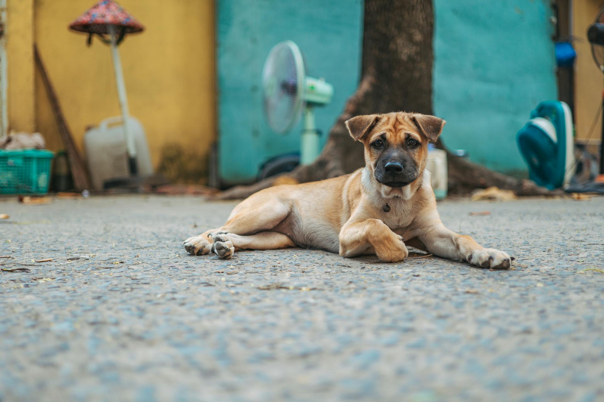 Dog Lying on Ground