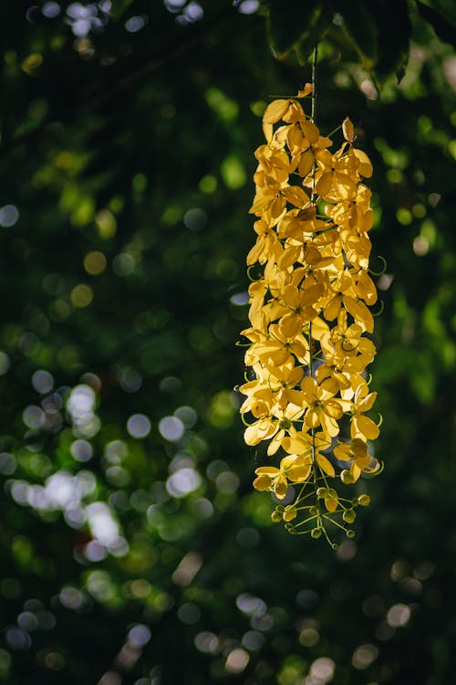 Blooming Golden Shower Shrub