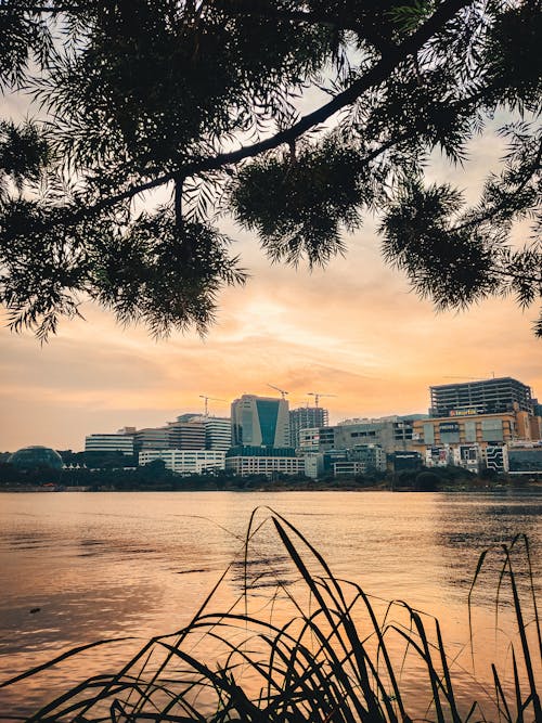 City view from plants on a lake