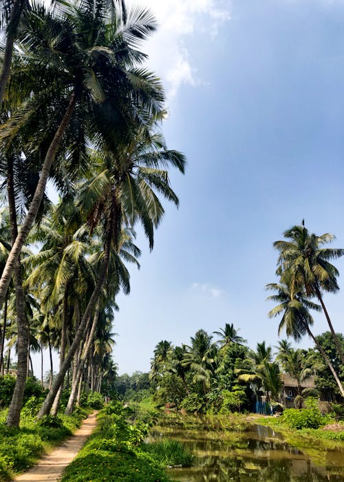 Coconut trees 