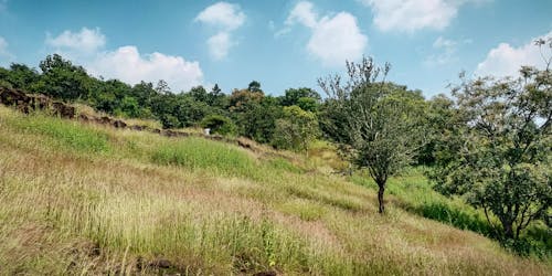 hills and plants