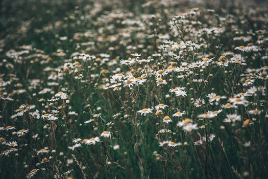 A serene field of white daisies in full bloom under the summer sky, capturing the essence of nature's beauty.