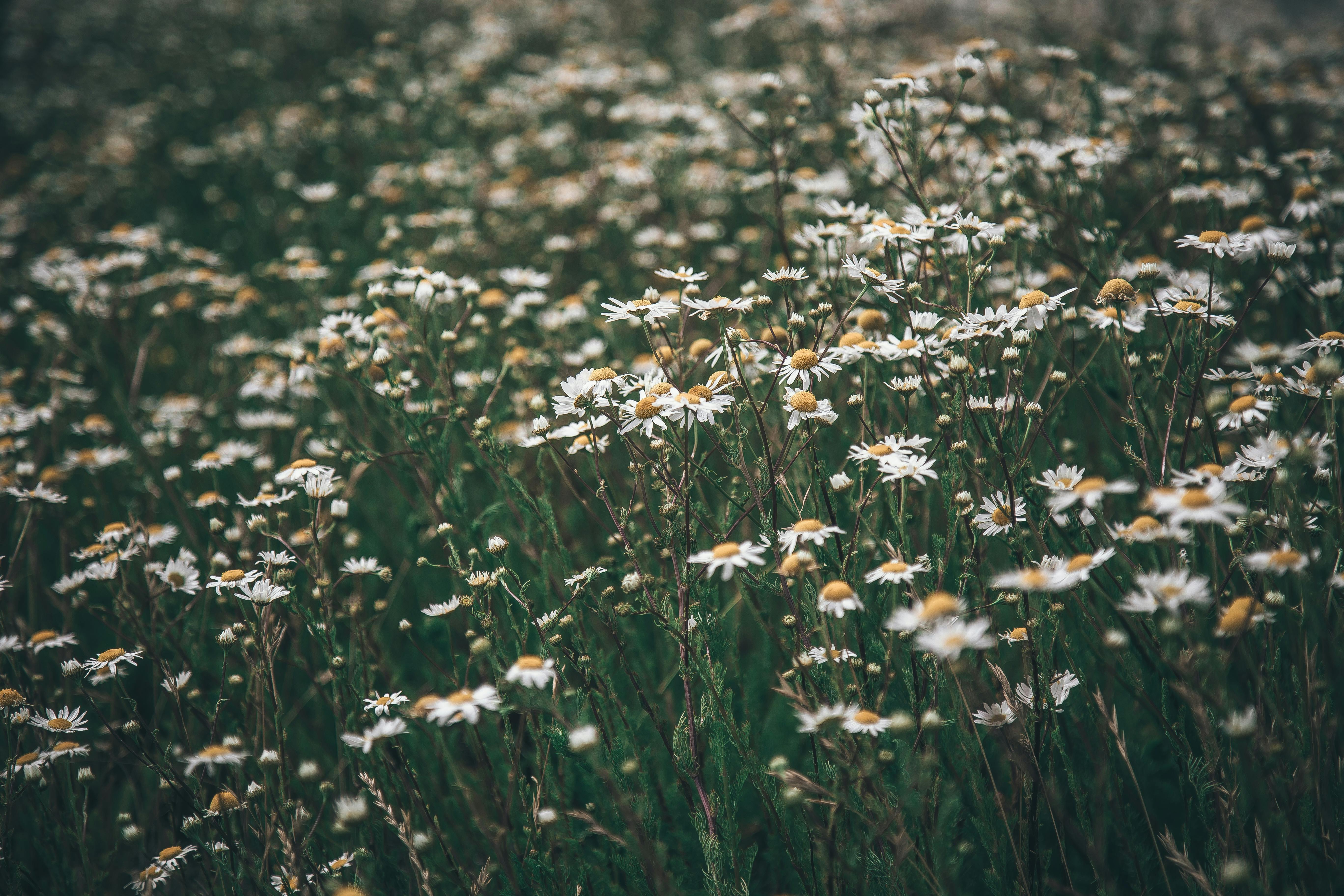 White Common Daisy Flowers · Free Stock Photo