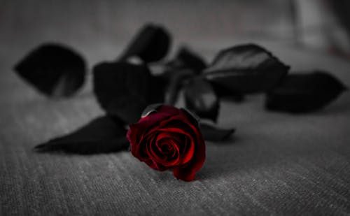 無料 灰色のテキスタイルに黒い葉を持つ赤いバラ 写真素材