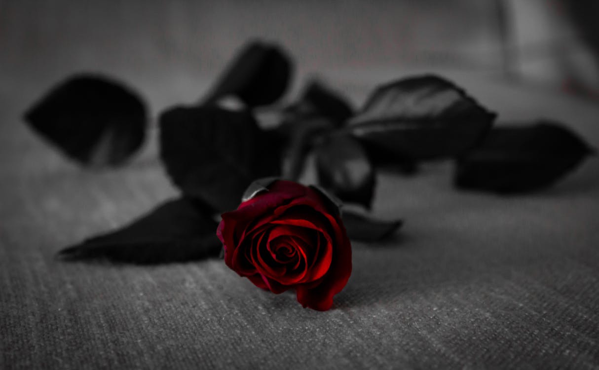 Kostenlos Rote Rose Mit Schwarzen Blättern Auf Grauem Textil Stock-Foto