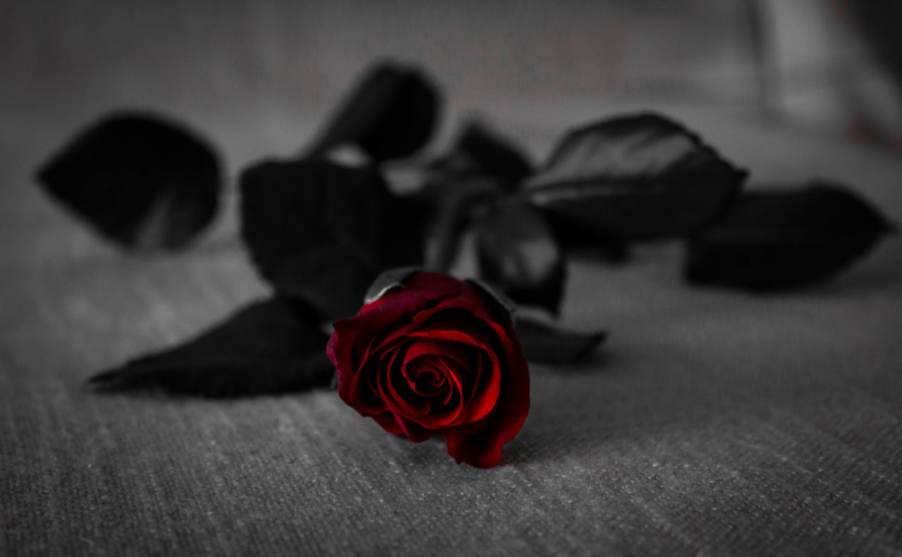 stunning close up of a red rose on a dark fabric background with selec
