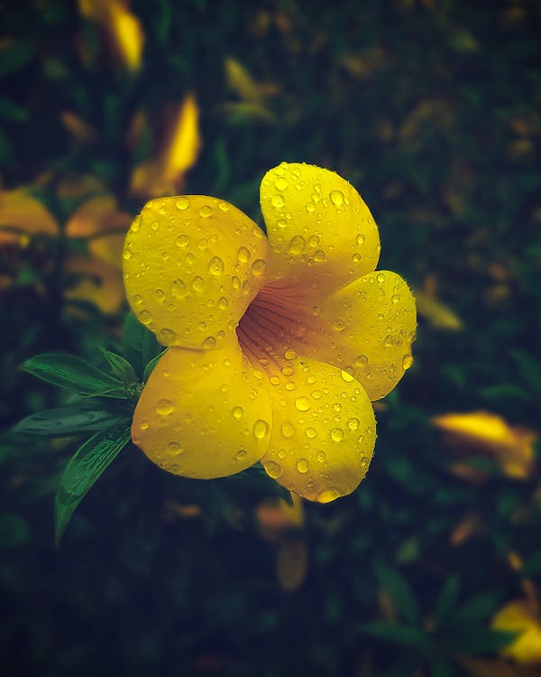 Free stock photo of 4k wallpaper, adobe photoshop, after the rain