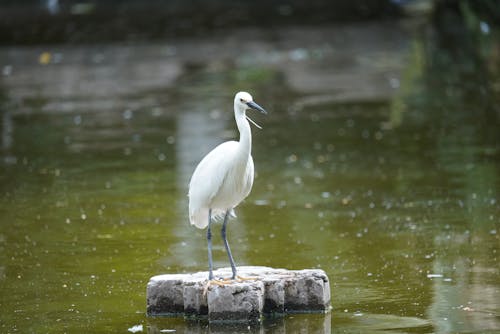 Close-up of a Little Egret Standing on a Rock in a Body of Water