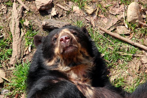 Foto stok gratis Austria, beruang, beruang cokelat