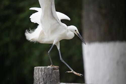 Close-up of a Little Egret Standing on a Wooden Pole 