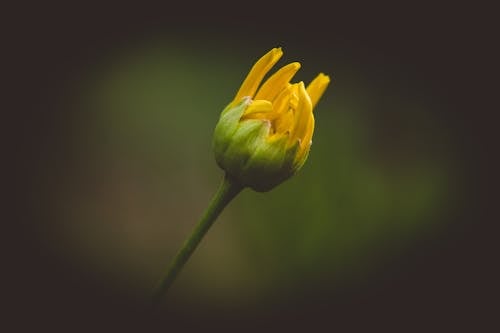 Close-up of a Yellow Flower Bud