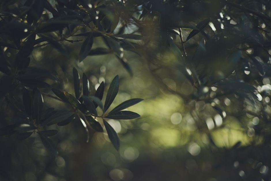 Detailed close-up of olive tree branches with sunlight filtering through leaves, creating a serene atmosphere.