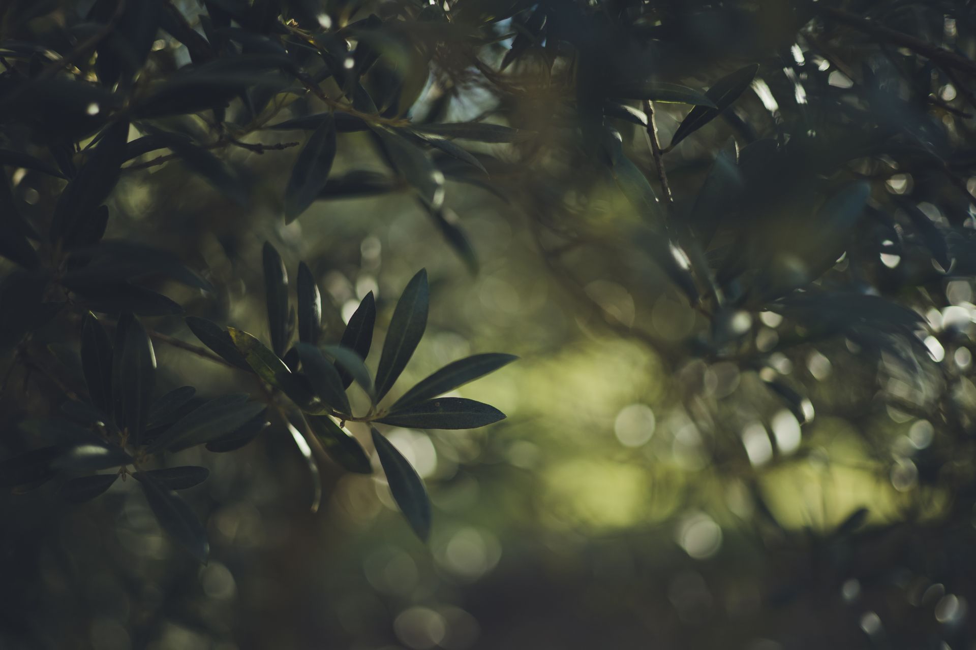 Detailed close-up of olive tree branches with sunlight filtering through leaves, creating a serene atmosphere.
