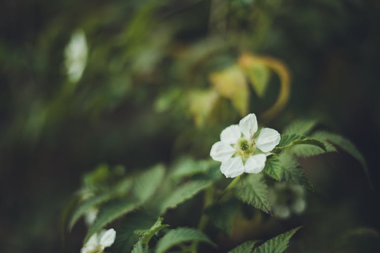 White Flower On A Leaf