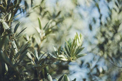 Бесплатное стоковое фото с ботаника, дерево, завод