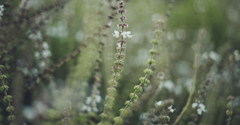 Basilic : Guide culture et conservation