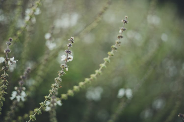 Small Blooming Plant