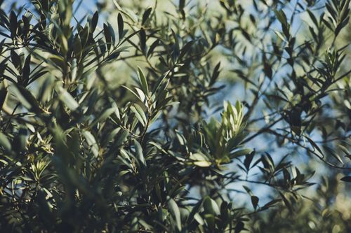 Free A detailed view of olive tree branches with green leaves against a sunny sky. Stock Photo