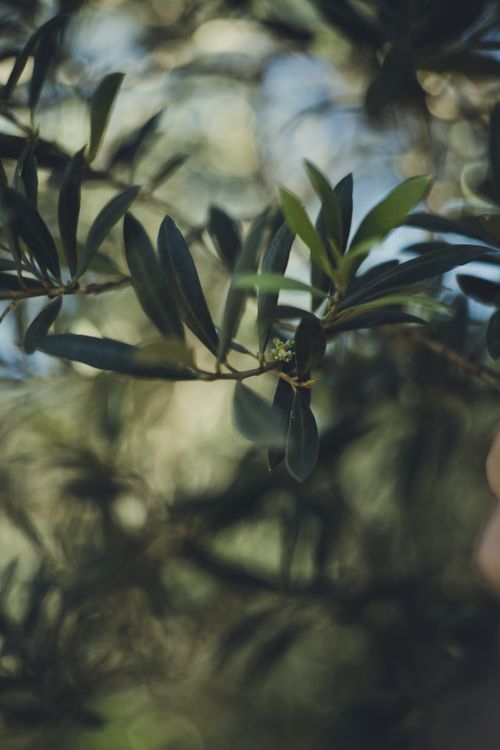 Free A serene close-up image of an olive tree branch showcasing lush green leaves and budding olives in natural light. Stock Photo