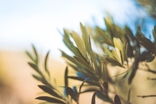 Free A close-up image highlighting olive tree leaves in soft focus with warm lighting. Stock Photo