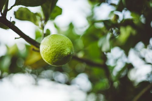 Free Vivid green lemon hanging on a tree branch with soft focus background in an orchard. Stock Photo